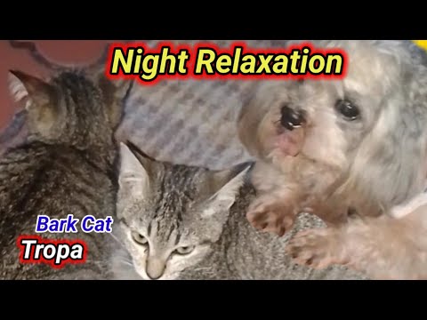 "Feline And Canine Night Relaxation"