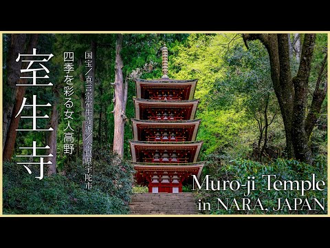 【奈良／国宝】室生寺春景色／四季を彩る女人高野 - Murouji Temple in NARA, JAPAN