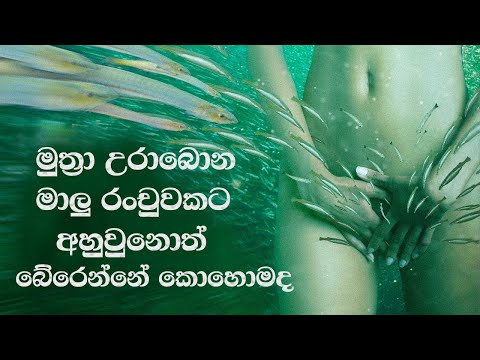 මාරාන්තික කැන්ඩිරු මත්ස්‍යයන් How to Survive a Sucking Candiru Swarm Biology Abirahas Gaweshanaya