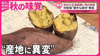 【秋の味覚】“産地に異変”  温暖化で…サツマイモが北海道の新たな名産に？  伊勢えびも各地でブランド化