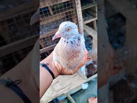 Rampuri Madam kabutar ✔✔✅✔ #kabutar#pigeon#shorts #trendingshorts#trending #shortvideo #youtube