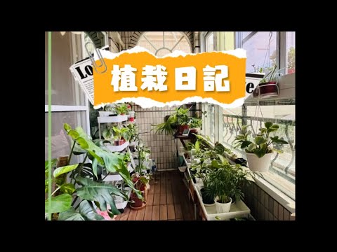 ［ 植栽日記 Vlog 2 ］Helping my stuck leaf |一個個卡住的葉子，讓它順利展葉的徒手治療 #觀葉植物#龜背芋#蔓綠絨#plants #My_life_in_plants🪴