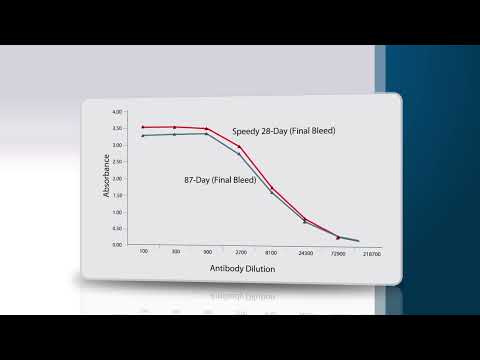 AnaSpec's Speedy 28-Day Polyclonal Antibody Service - On the FastTrack