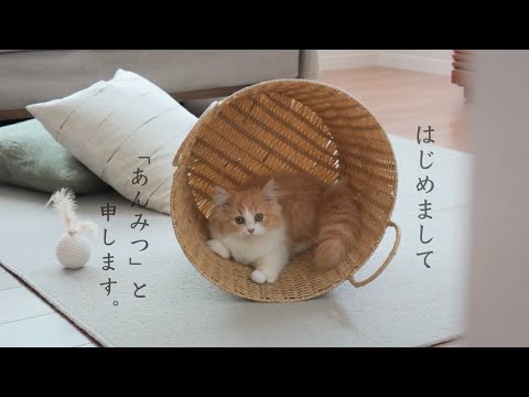 50 days of tears and joy between kittens and delicate native cats🐈🐈 Living with cats