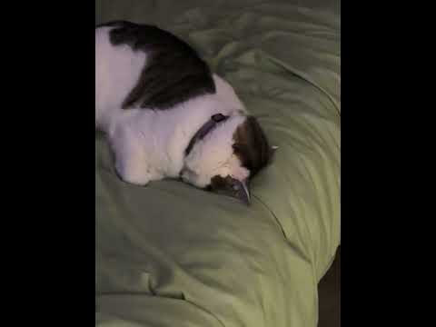 @lex_is_magic_:Sushi knocked out #cat #cats #kitty #kitten #catlover #catvideos #catshort #funnycats