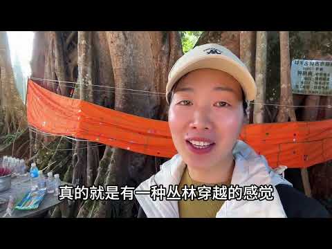 瑞丽姐东崃榕树王，历经500年形成独树成林的景观，走在这里有种丛林穿越的感觉#旅行推荐官 #云南旅游攻略 #有一种叫云南的生活