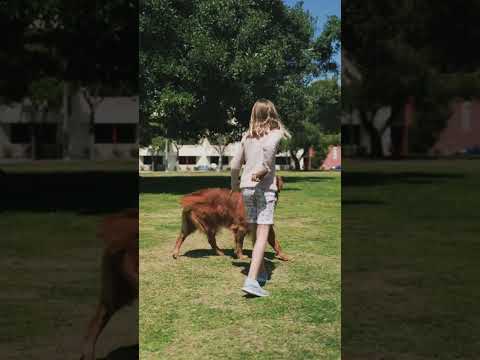 Dog playing with a girl in garden / dog short videos/ cute dog video #shorts #dog #puppy