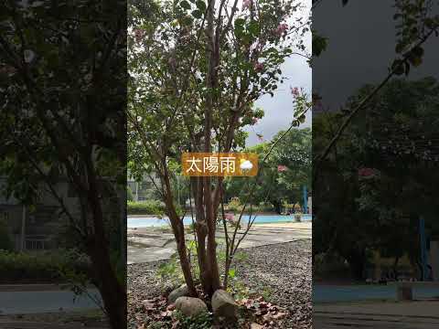 那天 太陽雨 vlog