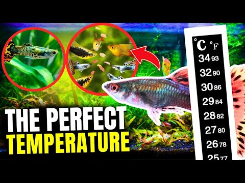 The Best Temperature for Guppies (and Why It Matters)