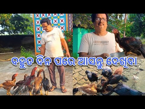 ବହୁତ ଦିନ ପରେ ଆସନ୍ତୁ ଦେଖିବା@basanta_sir_kitchengarden#youtube#chicken #kitchengarden