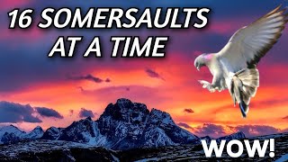 The best somersault pigeons | Best pigeon videos (pigeon videos 2020)