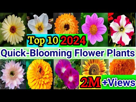 Top 10 Quick Blooming Flower Plants | Fast Blooming Flower Plants | 10 Bast Flower Plants in India