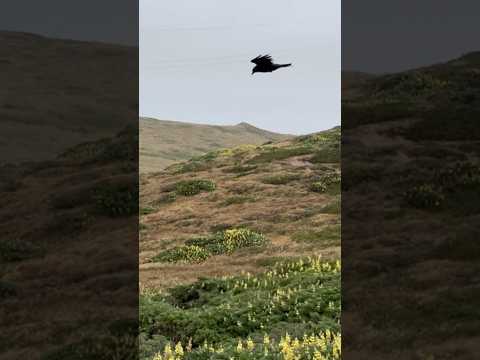 A Raven battling the strong winds at Point Reyes National Seashore in Marin County, California!