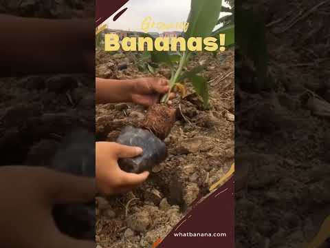 Growing Bananas! #fruitfuldelights  #bananadelight  #bananafact