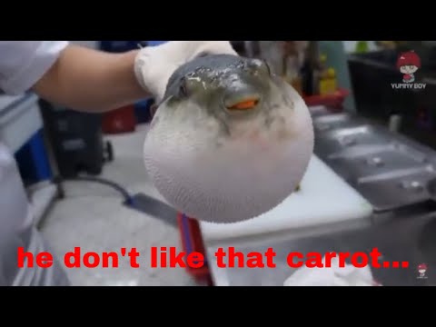 Pufferfish eating a carrot, but reverse