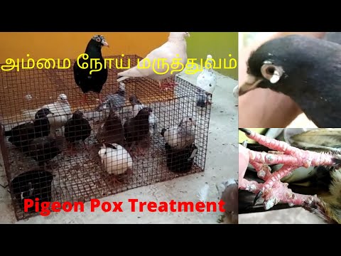 Pura valarpu | புறா வளர்ப்பு  |  Pigeon Pox treatment |  tamil | தமிழில் | #pigeonpoxmedicine