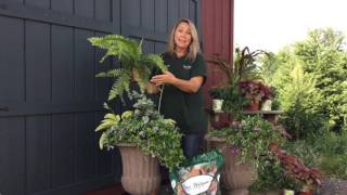 Torenia planting with Stacey