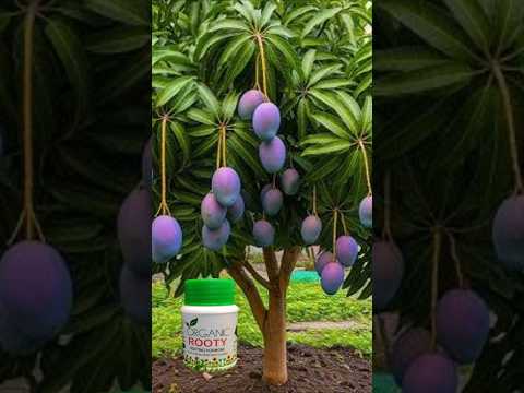 Cool Method, Propagate Fruit Trees With Tomato Hormones | Best Natural Hormone