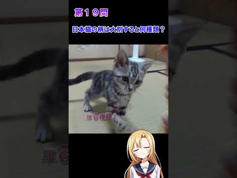 猫好きならわかる猫雑学クイズ！第１９問、第２０問　#猫 #雑学 #姫華のアメショーワールド