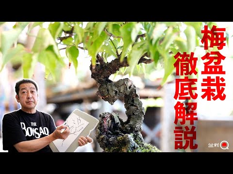 [Beginner] Thorough explanation of plum bonsai! [Bonsai Q]