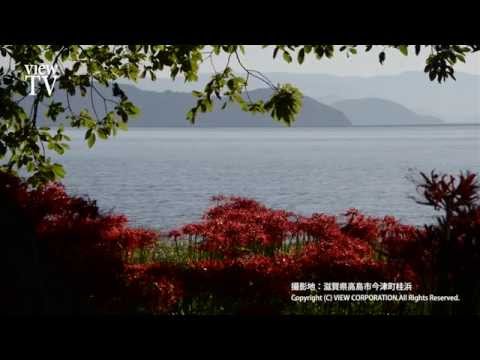 [KYOTO viewTV-40] 湖の彼岸花（高島市今津町） Cluster amaryllis of Lake Biwa, Takashima City, Shiga pref. HD