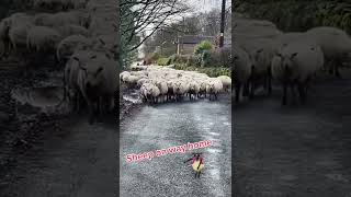 Walking the sheep home #lamb #sheep #farming #farmlife #viral #farminglife #farmers #tractor