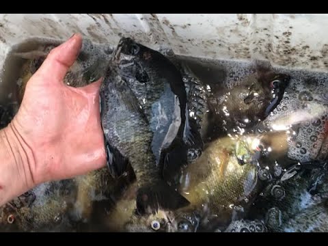 Catching Big Bluegill On The River!!!!