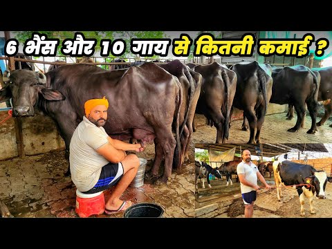 6 भैंस और 10 गाय पालन से कितनी कमाई | buffalo farm | cow farming | dairy farming