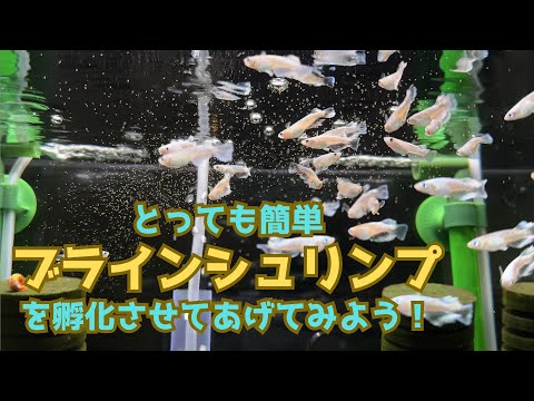 【簡単】メダカにブラインシュリンプをあげてみよう！栄養満点の生餌