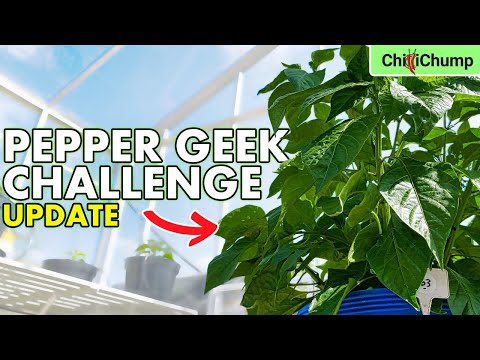 Pepper Geek Challenge: Monster Dorset Naga Update