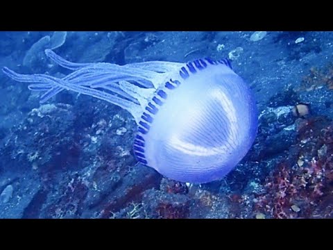 [ムラサキクラゲの仲間] ぶつかりながら泳いでた優雅で綺麗なクラゲ Thysanostoma sp. in tulamben bali