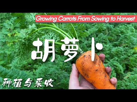 Growing Carrots from Sowing to Harvest