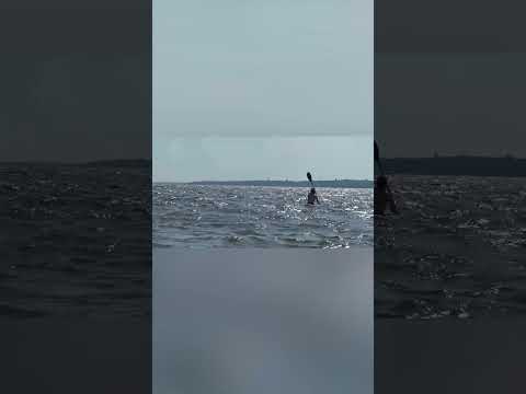 Beachgoers Fooled by Fake Shark Fin!