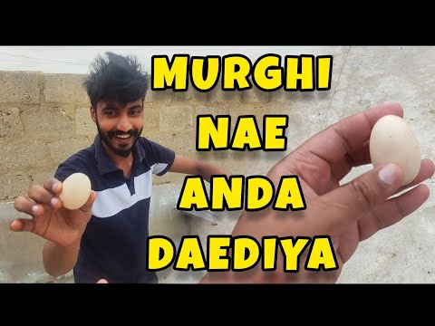 Bakray Ki Birthday🎂Murghi Ka Anda🥚Chat Par Dehat✌️