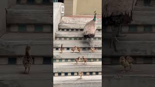 Eight cute baby peachicks challenge stairs 🦚🦚🥰😍 #shorts