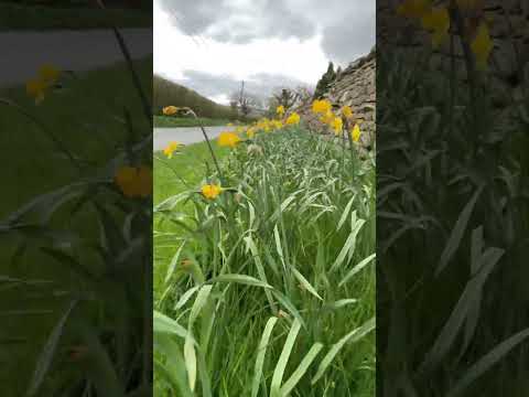 Daffs in the dales #walkingshorts #outdoors #hiking #nature #yorkshiredales #yorkshire #videoshort