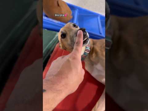 How dogs react to their nose being booped at dog daycare! #dogdaycare #dog #doglover #dogshorts