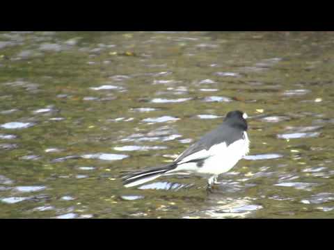 セグロセキレイの食事風景 Japanese wagtail