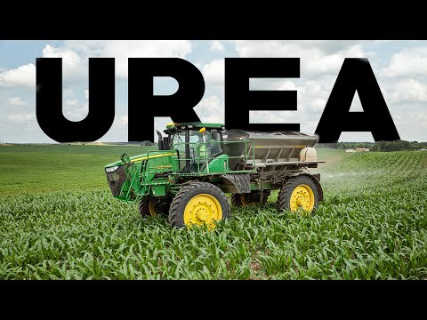 Spreading Urea on Corn