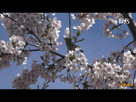 【えりすいしかり】桜と鳥たち