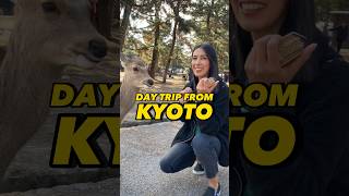 Go to Nara! Day trip from Kyoto #kyotodaytrip #narajapan #kyototravel