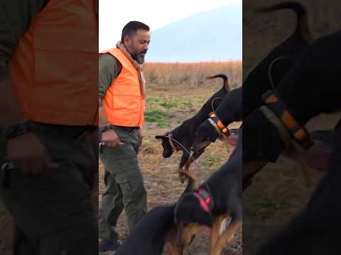 Amazing Boar Hunting with Dogs 🐗 #hunting #cinghiale #jabali #chasse #wildboar #shorts