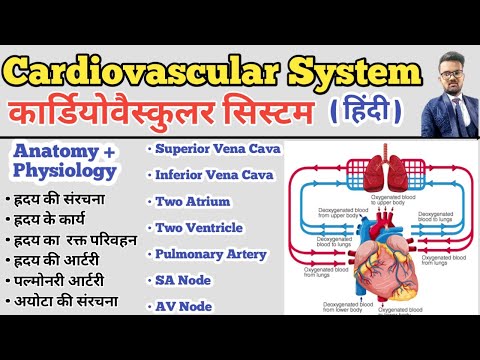 Cardiovascular System in hindi | Structure of Heart | Blood Circulation | SA Node |AV Node | Artery