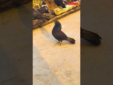 Black kabutar \\ #shorts #shortsfeed #pigeon #viral