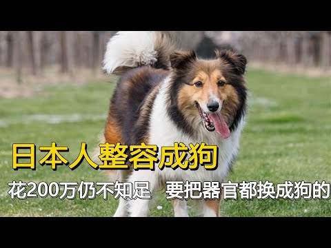 日本人整容成狗，花200萬仍不知足，還要把器官都換成狗的