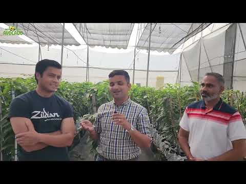 Dr. Chirag Desai from Gujarat visited Indo Israel Avocado | +91-6268643227 | Vlog 156