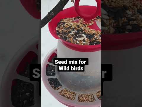 Refill the bird feeder with seed mix for wild birds !