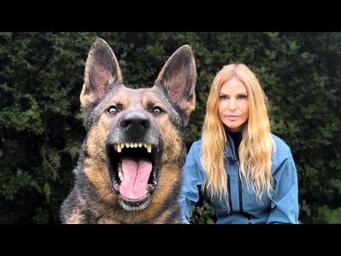 THE GERMAN SHEPHERD - MEET MY DANGEROUS SECURITY GUARD DOG