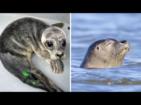 The story of Balloon, the seal that got stuck in a wishing balloon 🦭🎈