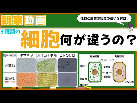 ３種類の細胞を観察！植物と動物は何が違う？ヒト＆タマネギ＆オオカナダモをチェック！